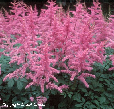  Astilbe Arendsii-Ryhm 'Amethyst'